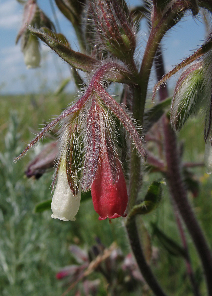Onosma polychroma