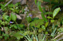 Tiarella