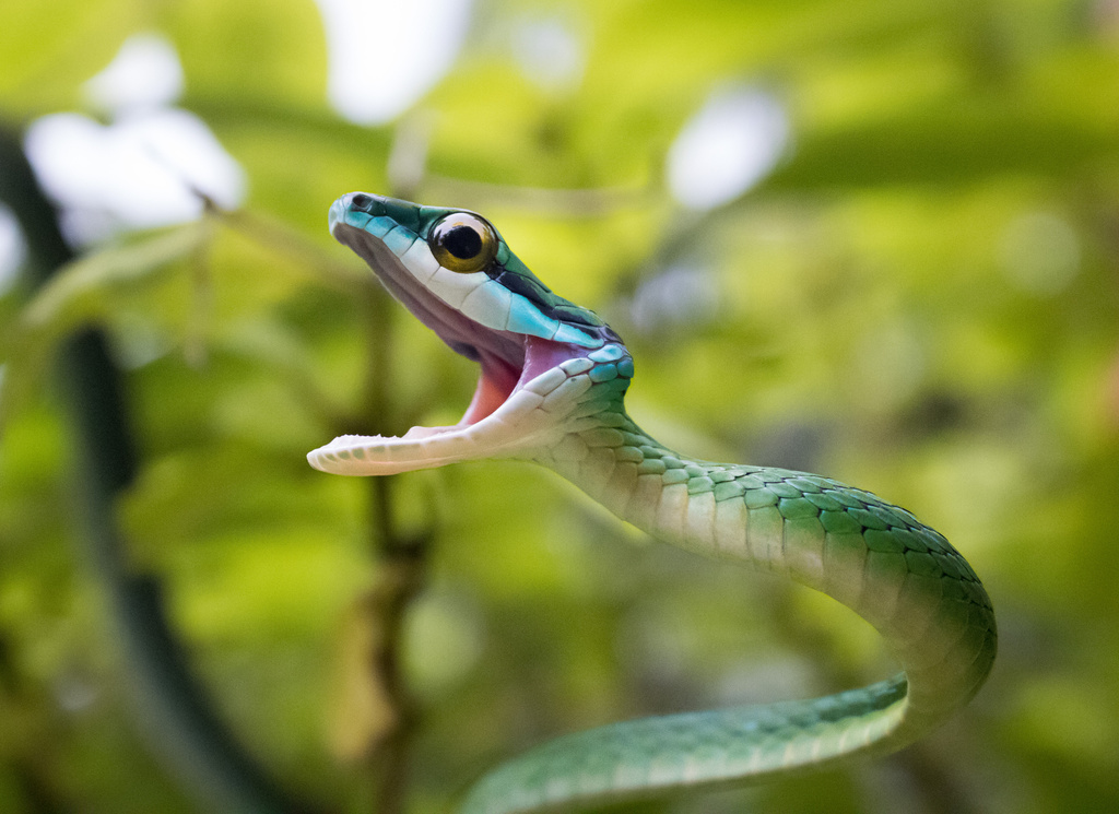 Leptophis ahaetulla occidentalis from Calle Palo Seco, Golfito ...