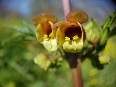Scrophularia sambucifolia