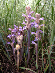 Phelipanche caesia