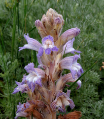 Phelipanche caesia