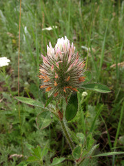 Trifolium diffusum