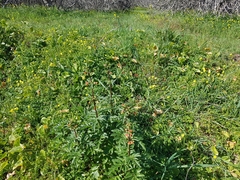 Scrophularia sambucifolia