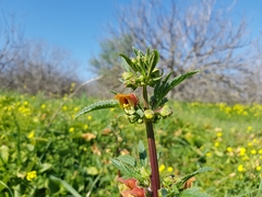 Scrophularia sambucifolia