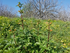 Scrophularia sambucifolia