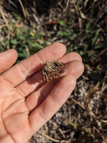 Image of Trifolium virginicum by (c) Alaina Krakowiak, some rights reserved (CC BY)