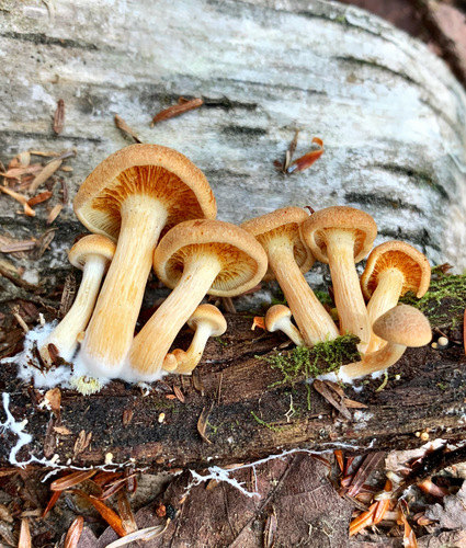 Gymnopilus flavidellus Murrill