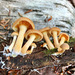 Gymnopilus flavidellus - Photo (c) Keith N. Egger, μερικά δικαιώματα διατηρούνται (CC BY-NC), uploaded by Keith N. Egger