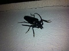 Derobrachus geminatus