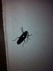 Derobrachus geminatus