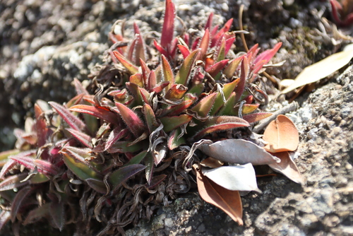 Cyanotis lapidosa (Cyanotis lapidosa)