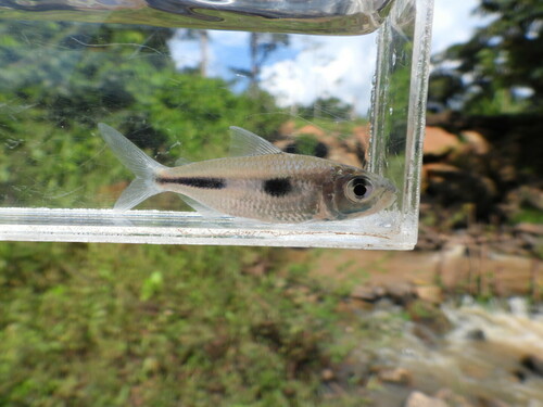 Boulenger's African tetra (Bryconaethiops boulengeri) — Alestidae — 5