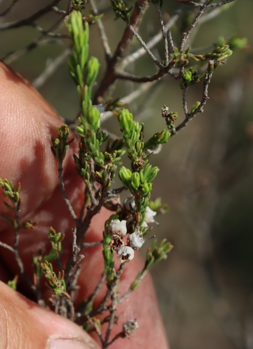 Image of Erica drakensbergensis by (c) Tony Rebelo, some rights reserved (CC BY-SA)