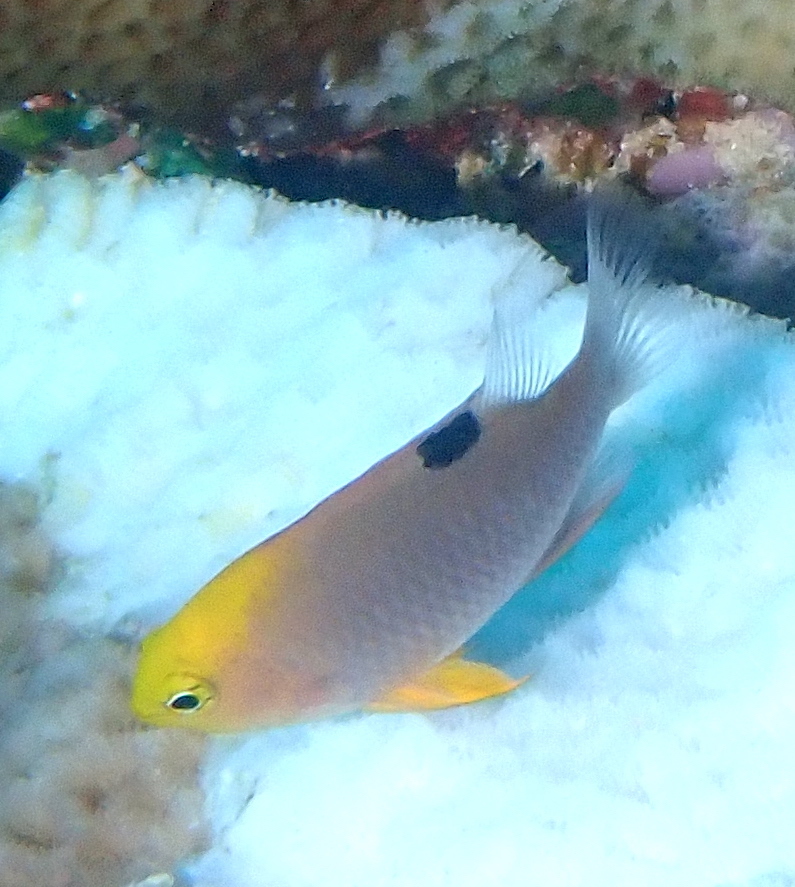 Talbot's Damsel