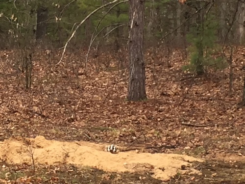 American Badger photographed in Michigan