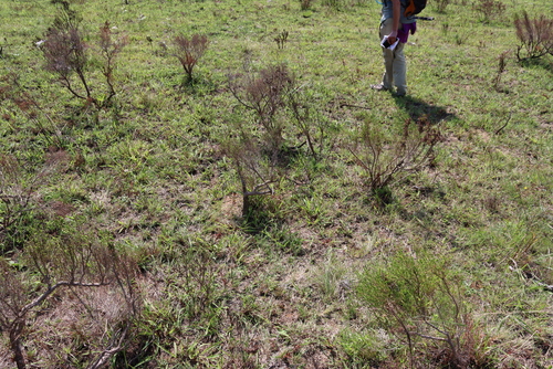 Image of Drakensberg Heath (Erica drakensbergensis) by (c) Tony Rebelo, some rights reserved (CC BY-SA)