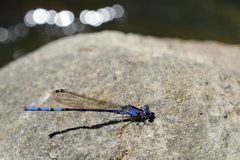 Argia elongata