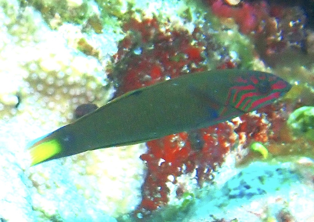 Moon wrasse