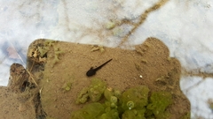 Ambystoma barbouri