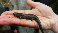 Ambystoma barbouri