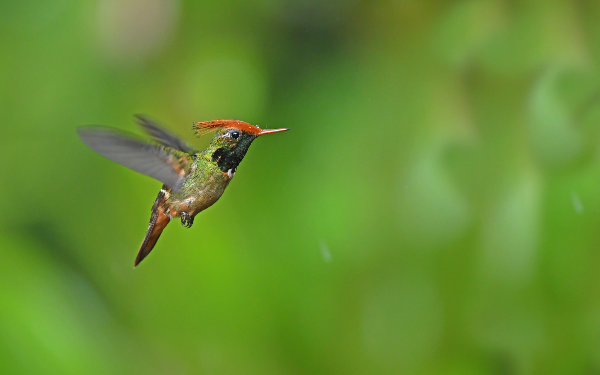 Rufous-crested Coquette illustration