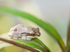 Maria's Reed Frog photo 2