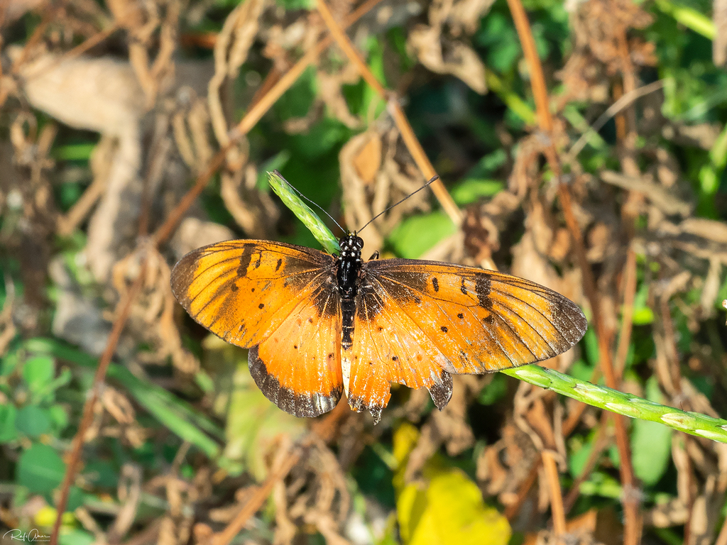 Stephenia equatorialis