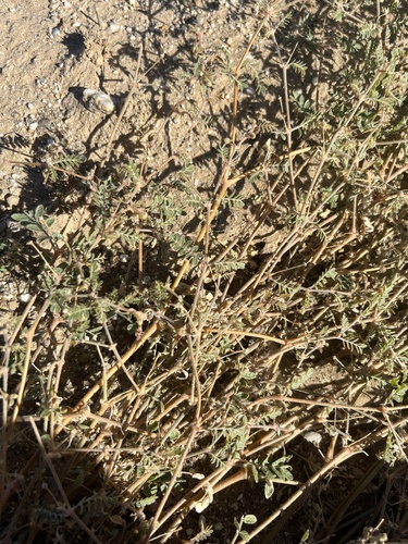 California caltrop (Kallstroemia californica)