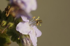 Halictus lutescens
