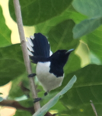 White-Tipped Monarch photo 1