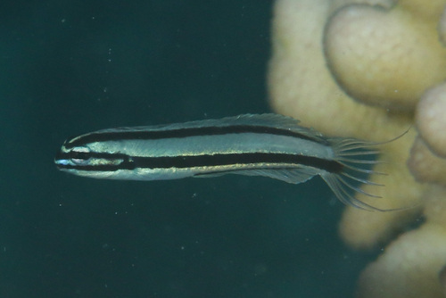 Doublepore fangblenny (Meiacanthus ditrema) — Blenniidae — 2