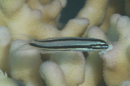 Meiacanthus ditrema observed 2023-10-23