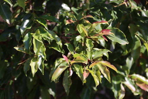 Image of Forest Waterberry by (c) Tony Rebelo, some rights reserved (CC BY-SA)
