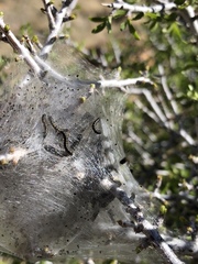Malacosoma californica