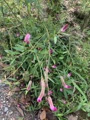 Celosia argentea image