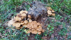 Desarmillaria tabescens image