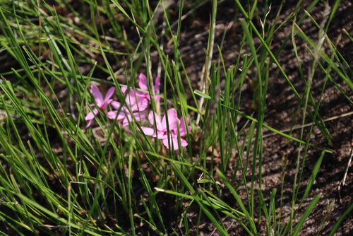 Image of Rhodohypoxis baurii by (c) Tony Rebelo, some rights reserved (CC BY-SA)