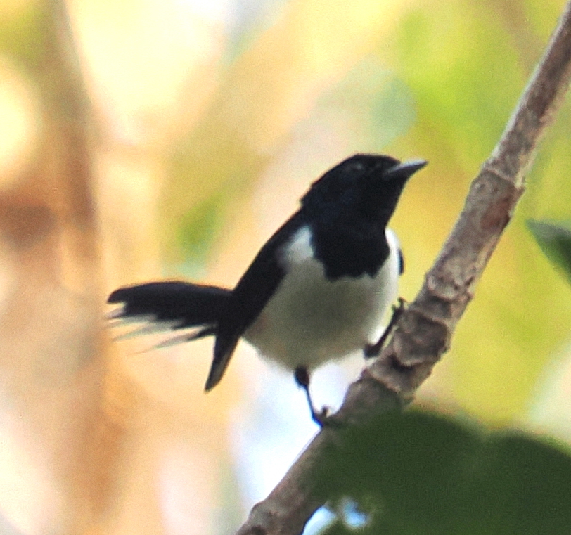 Tanahjampea Monarch (Symposiachrus everetti), photo 3