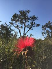Calliandra dysantha