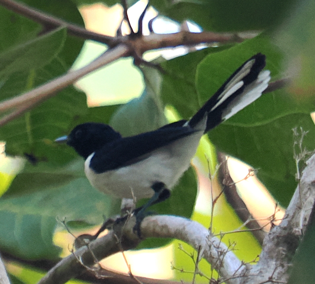 Tanahjampea Monarch (Symposiachrus everetti), photo 7