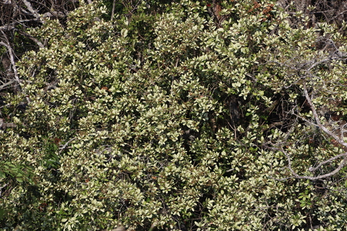 Image of Combretum kraussii by (c) Tony Rebelo, some rights reserved (CC BY-SA)