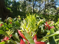 Billbergia