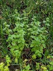 Sairocarpus nuttallianus