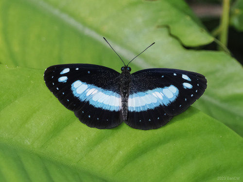 Pantoporia venilia Linnaeus, 1758