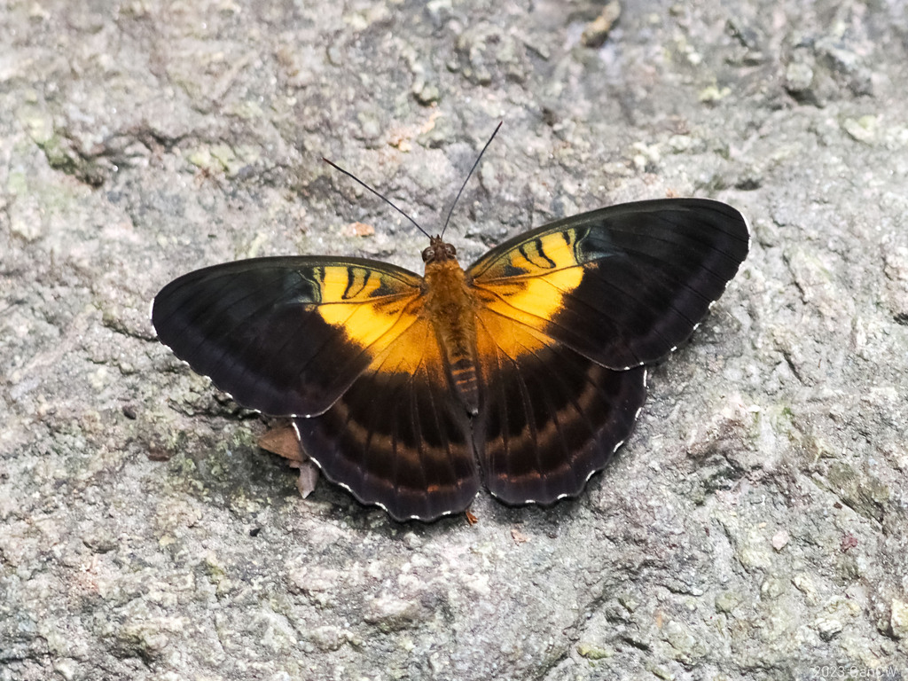 Parthenos aspila