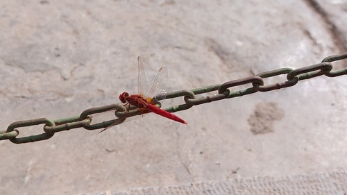 Broad Scarlet