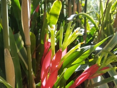 Billbergia