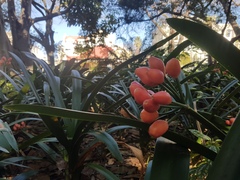 Clivia miniata miniata