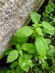 Hesperocnide tenella